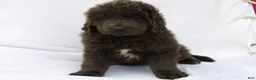 Newfoundland dogs for sale: Newfoundland Puppy 4 - Ad 5