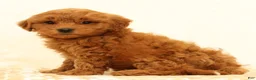 Mini Goldendoodle dogs for sale: Lane - Ad 3