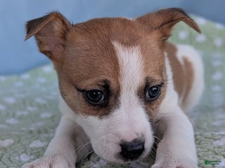 Rat Terrier dogs Cinnamon - Ad 10