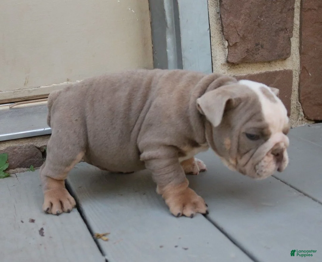 English Bulldog dogs for sale: Brody  - Ad 11