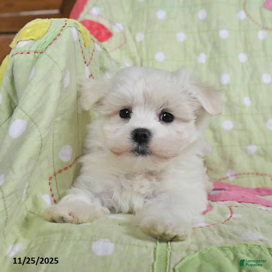 Maltese dogs for sale: Gabriel - Ad 4