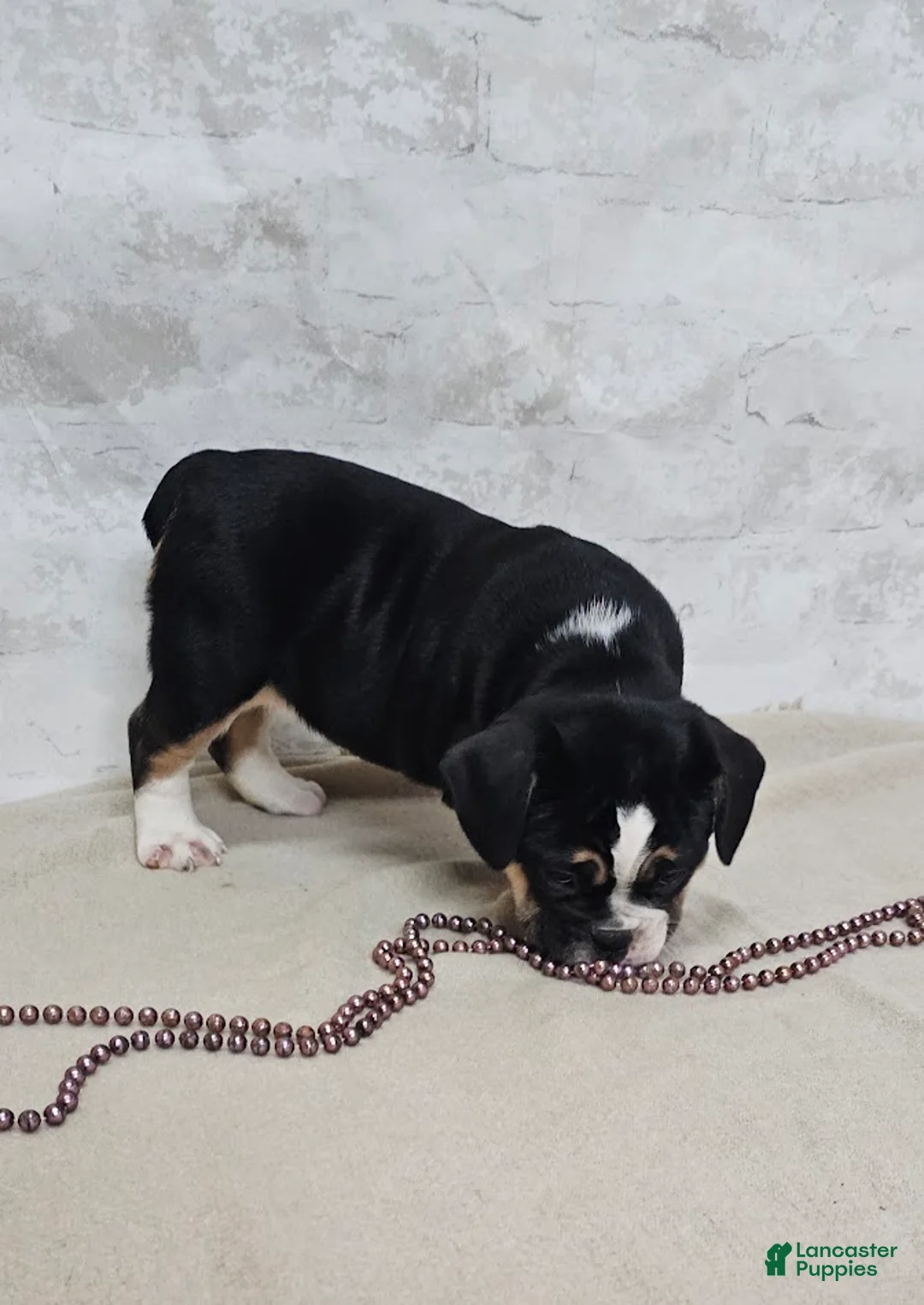 Mixed Breed dogs for sale: Pie Face Bulldog Blend - Ad 3