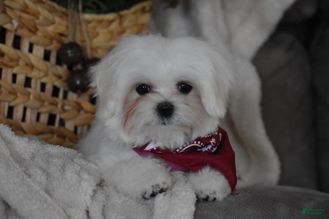 Maltese dogs for sale: Toby - Ad 3