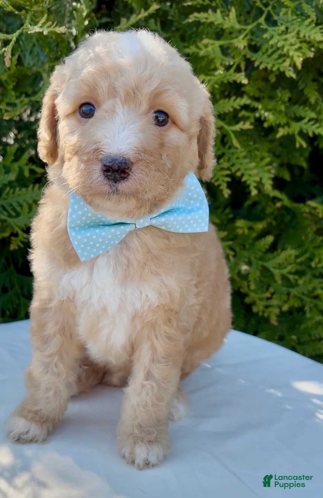 Aussiedoodle dogs for sale: Aussiedoodle Puppy 1 - Ad 2