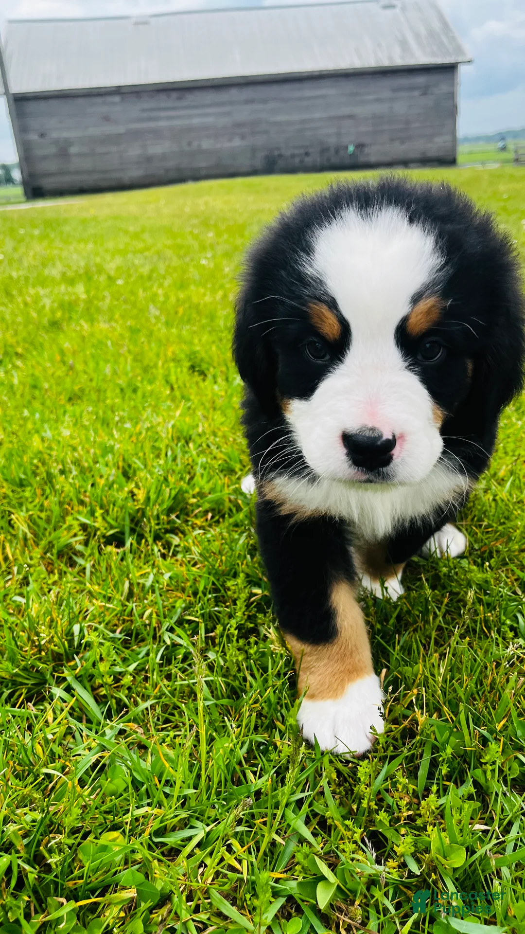 Bernese Mountain Dog dogs for sale: Roman - Ad 8
