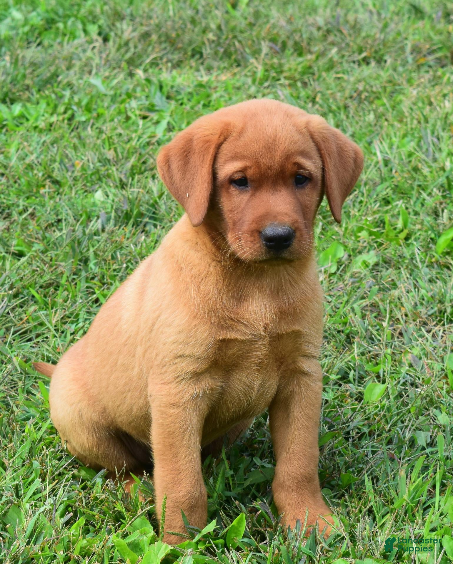 Labrador Retriever dogs Goldie - Ad 1