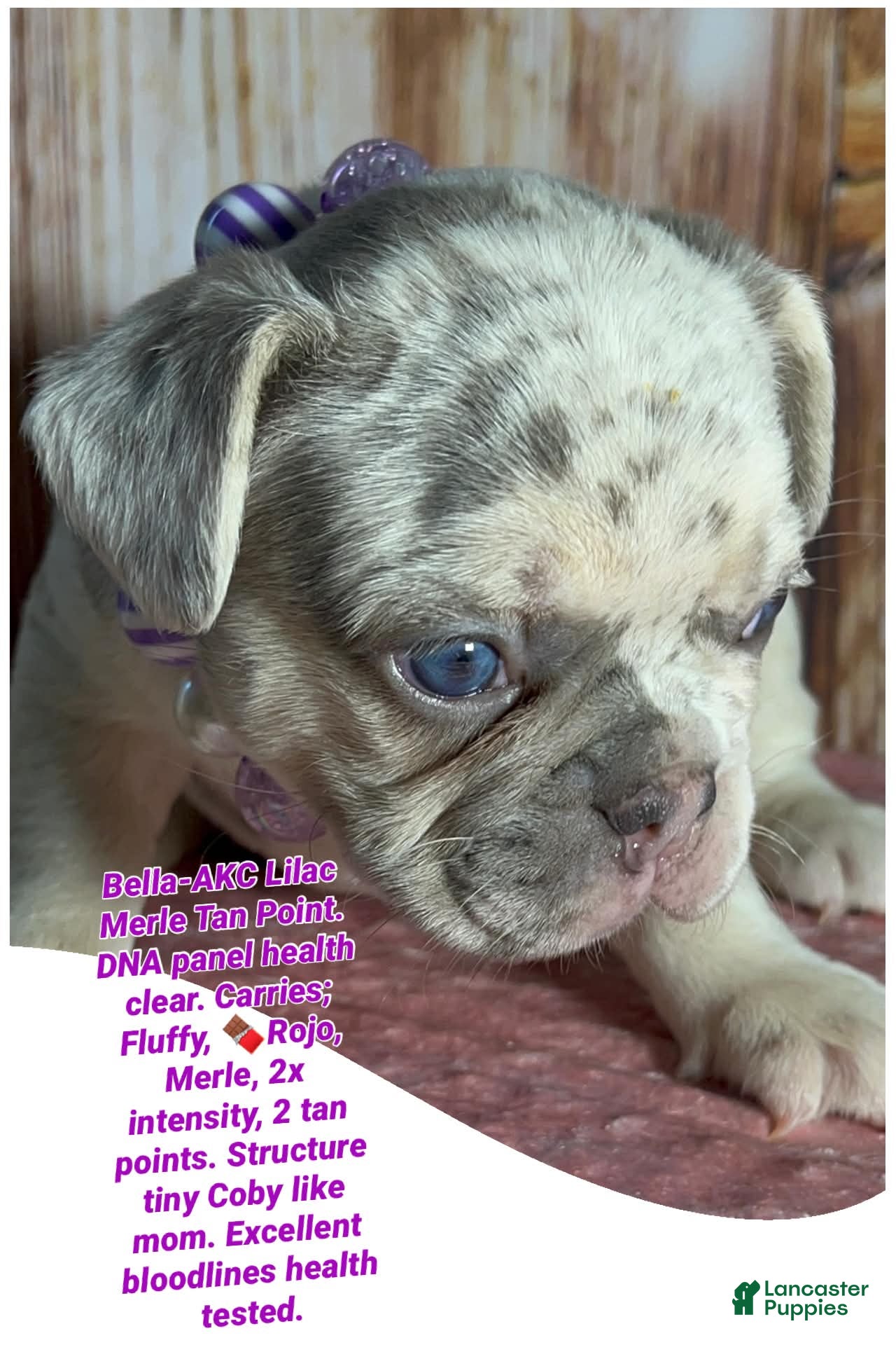 French Bulldog dogs French Bulldog 2 - Ad 1