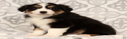 Miniature Australian Shepherd dogs for sale: Turbo - Ad 8