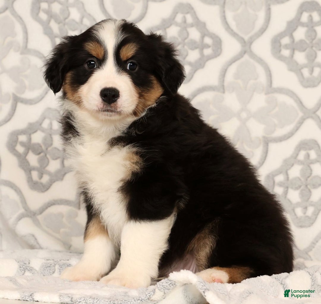 Miniature Australian Shepherd dogs for sale: Turbo - Ad 8