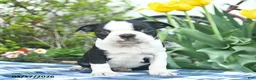 Boston Terrier dogs for sale: Viking  - Ad 2