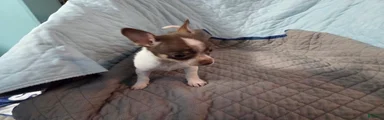 Chihuahua 3