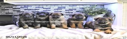 German Shepherd dogs for sale: Axel - Ad 5
