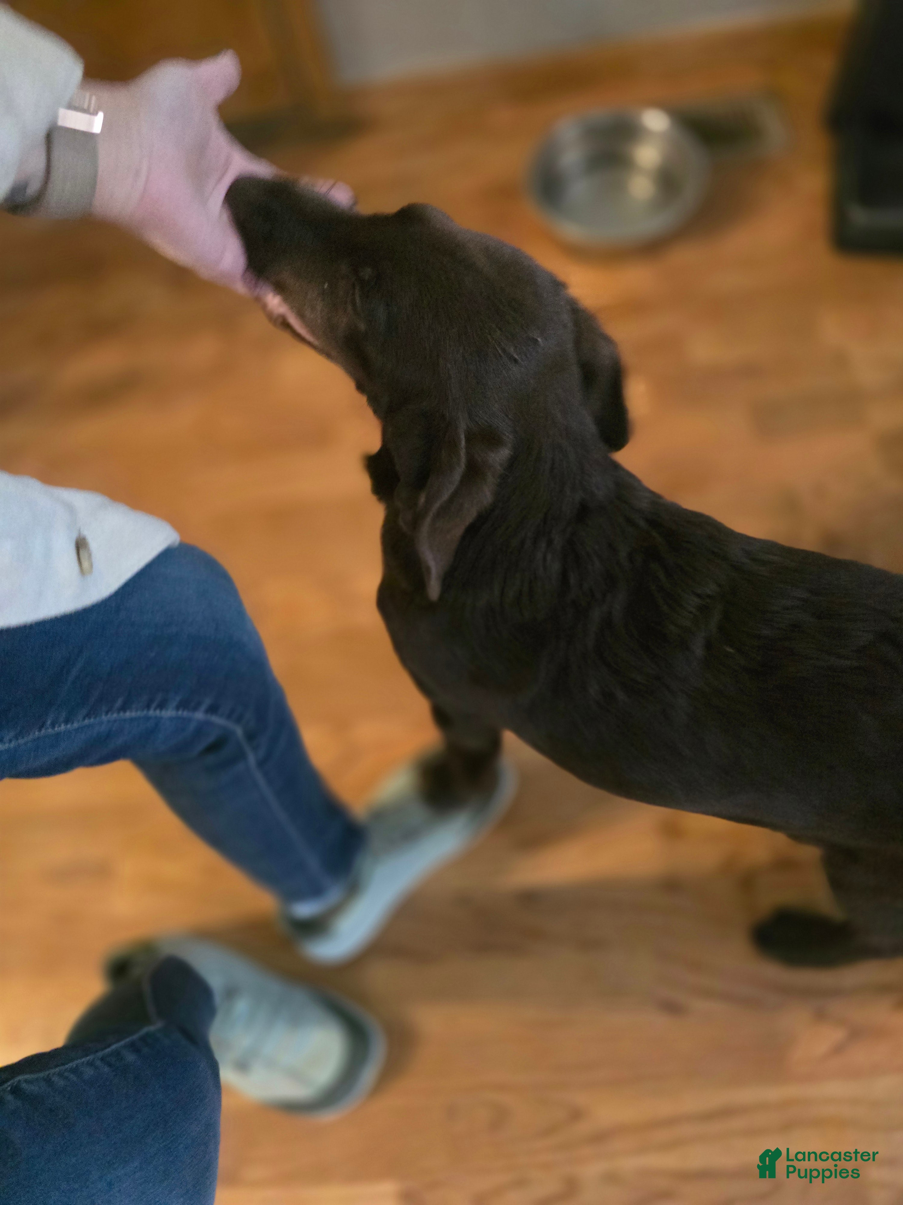 Labradoodle dogs for sale: Tater - Ad 4