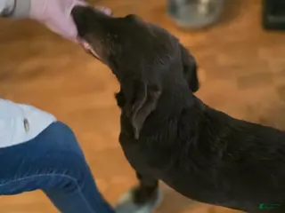 Labradoodle dogs for sale: Tater - Ad 4