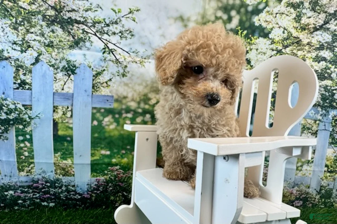 Maltipoo dogs for sale: Noah - Ad 5