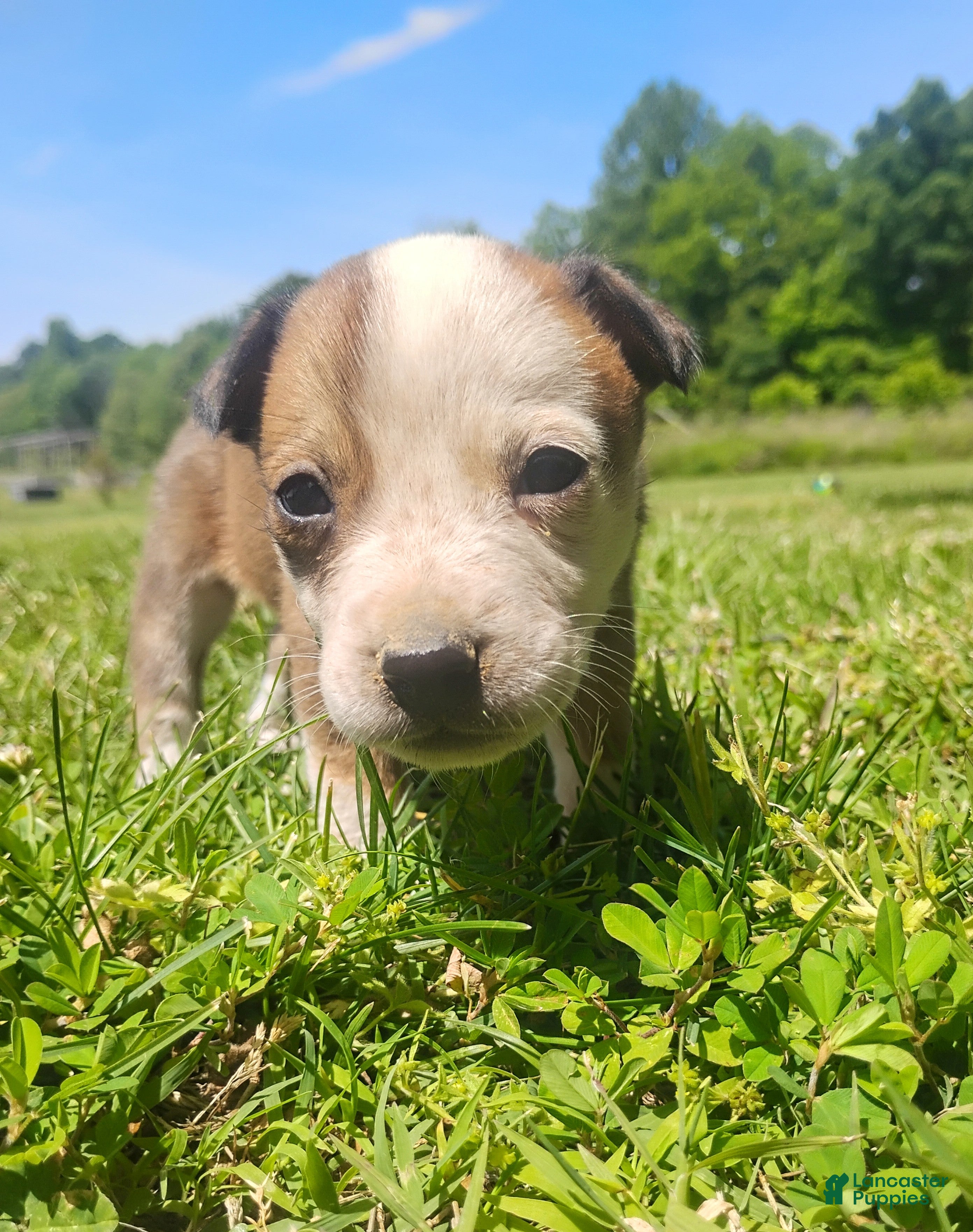 Mixed Breed dogs Mixed Breed Puppy 5 - Ad 30