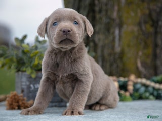 Labrador Retriever dogs - Ad 39