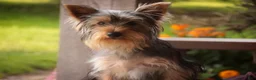Yorkshire Terrier dogs for sale: Junior - Ad 5