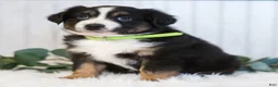 Miniature Australian Shepherd dogs for sale: George  - Ad 4