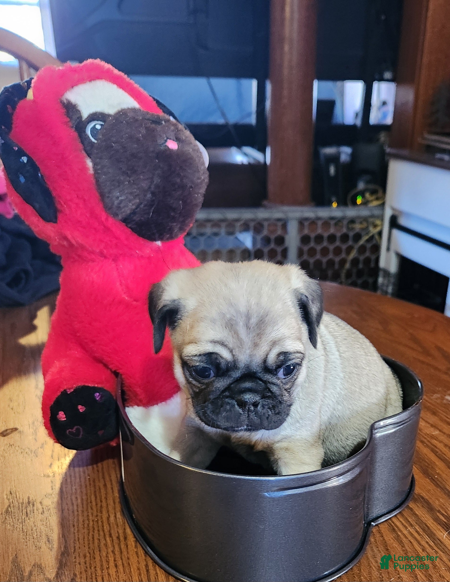 Pug dogs Pug Puppy 2 - Ad 16