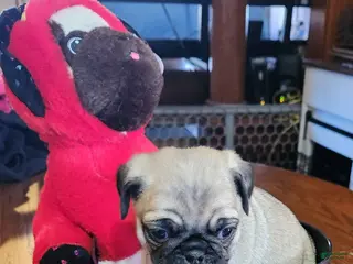 Pug dogs Pug Puppy 2 - Ad 16