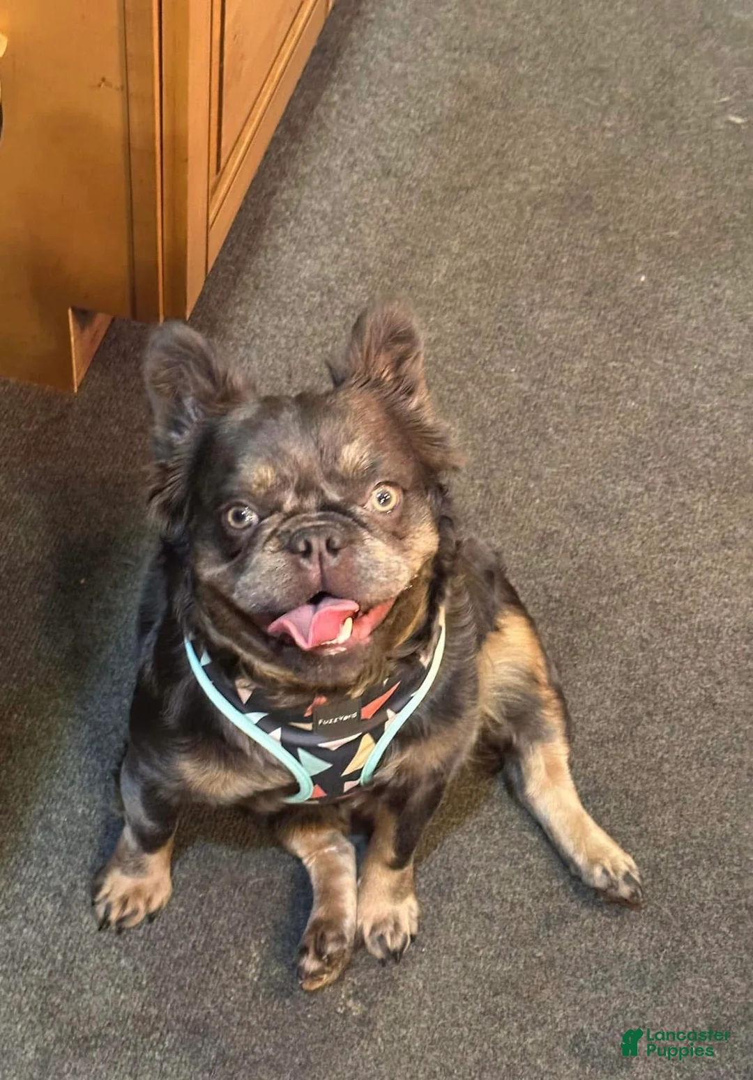 French Bulldog dogs for sale: Cherry  - Ad 5