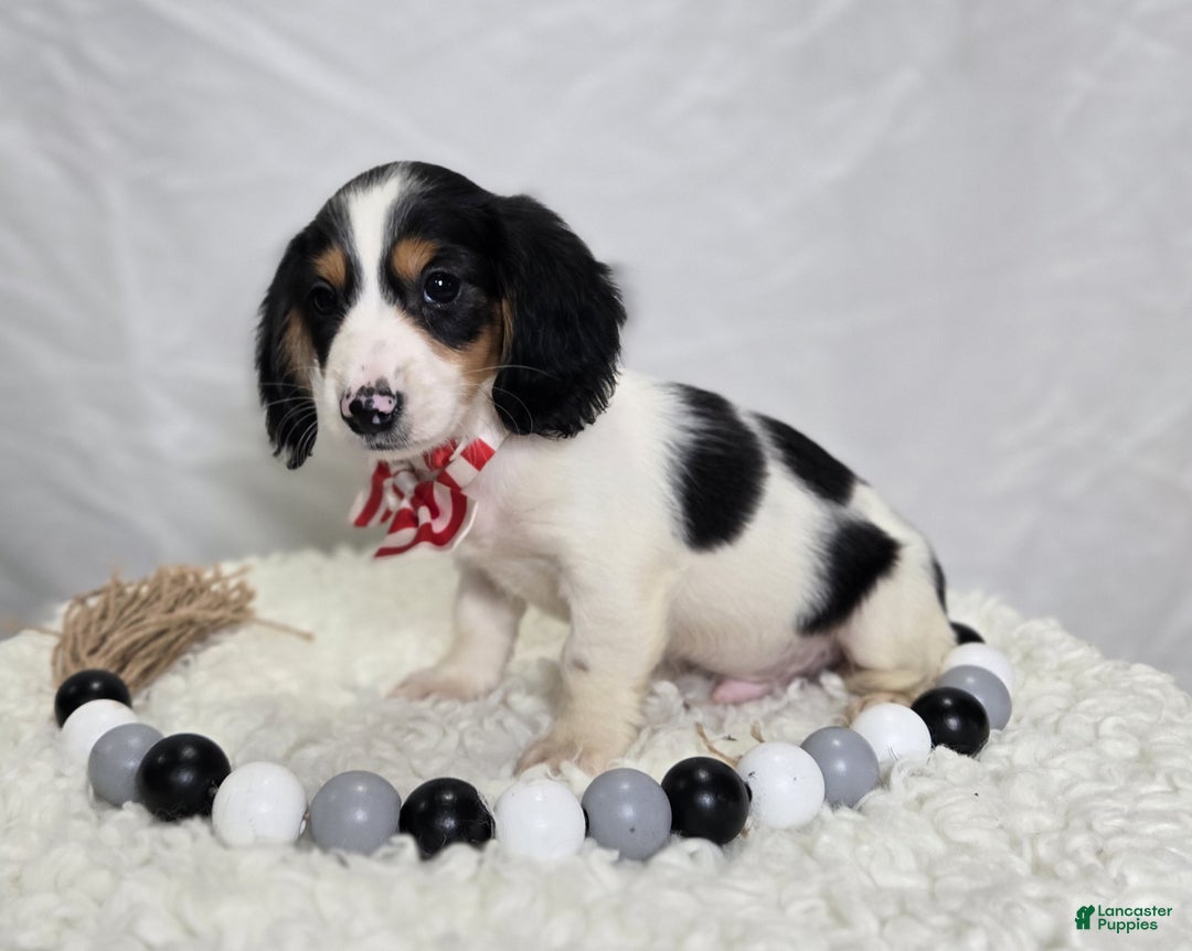 Miniature Dachshund dogs for sale: Tyler - Ad 5