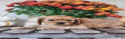 Cavalier King Charles Spaniel dogs for sale: Tracy - Ad 5