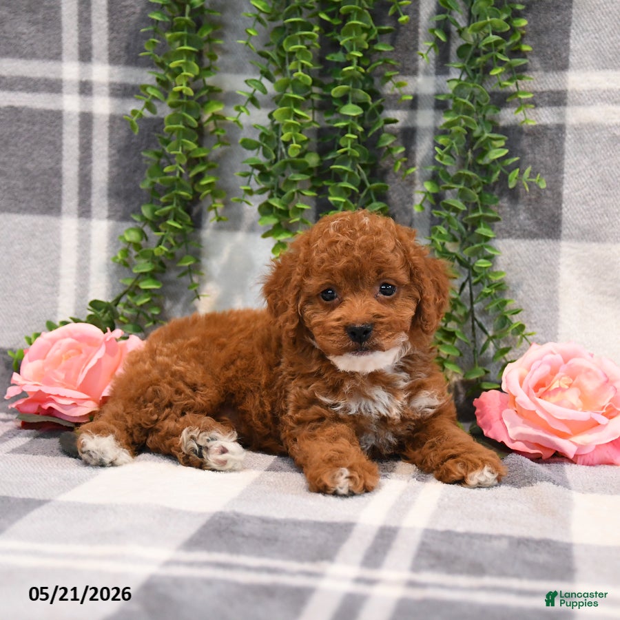 Cockapoo dogs Kirsten - Ad 1