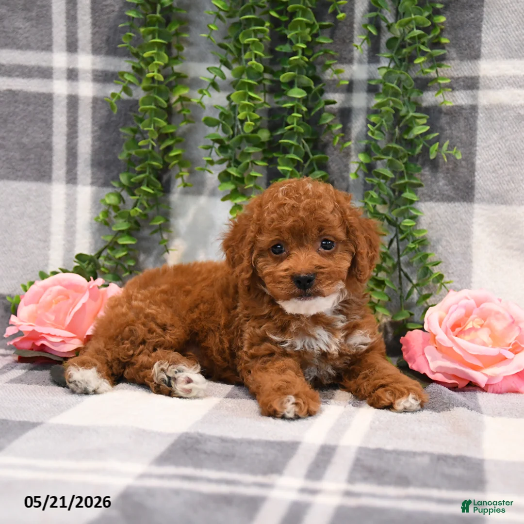 Cockapoo dogs for sale: Kirsten - Ad 1