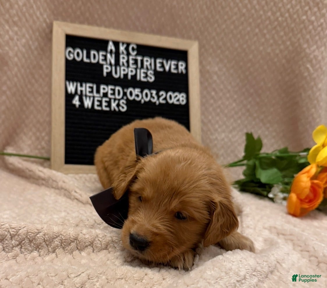 Golden Retriever dogs Miss. Grey - Ad 1