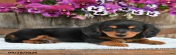 Dachshund dogs for sale: Coffee - Ad 3