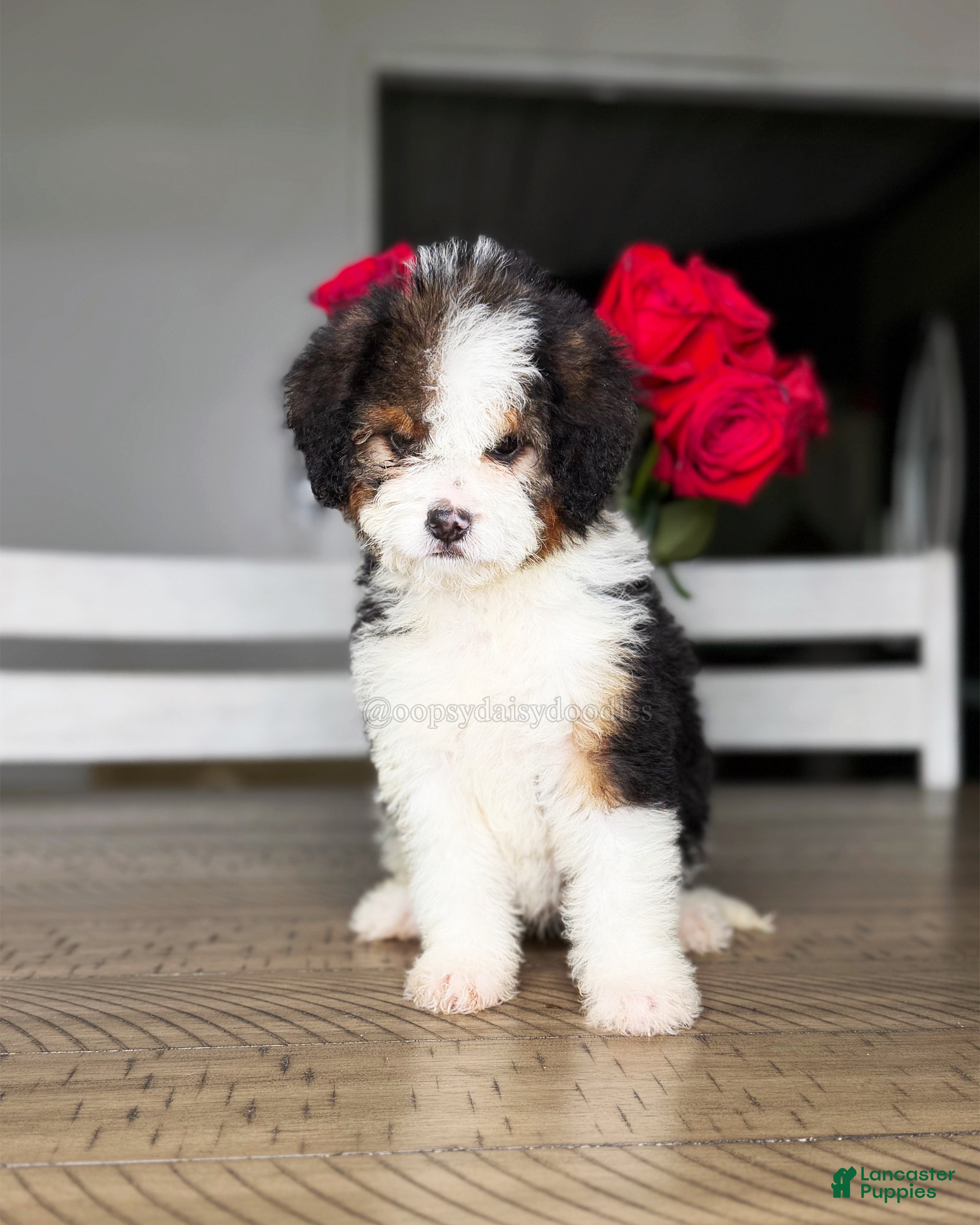 Mini Bernedoodle dogs Daffodil - Ad 17