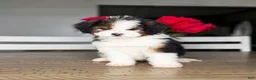 Mini Bernedoodle dogs for sale: Daffodil - Ad 1
