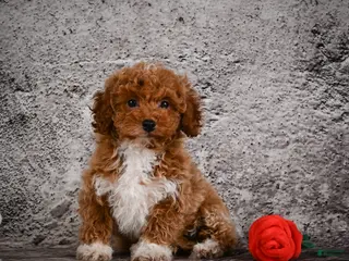 Bichpoo dogs for sale: Sandy - Ad 1