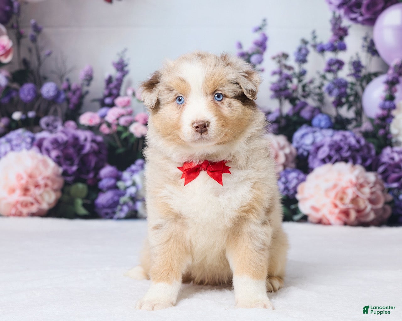 Australian Shepherd dogs Buddy - Ad 1