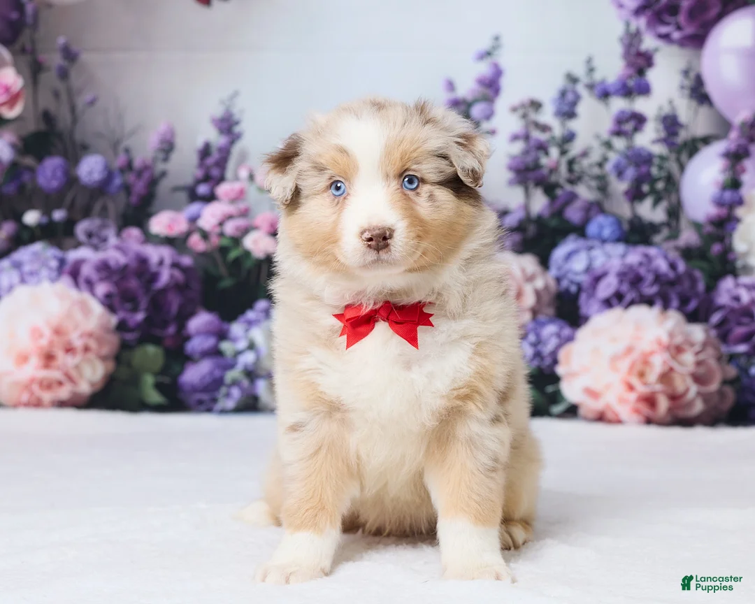 Australian Shepherd dogs for sale: Buddy - Ad 1
