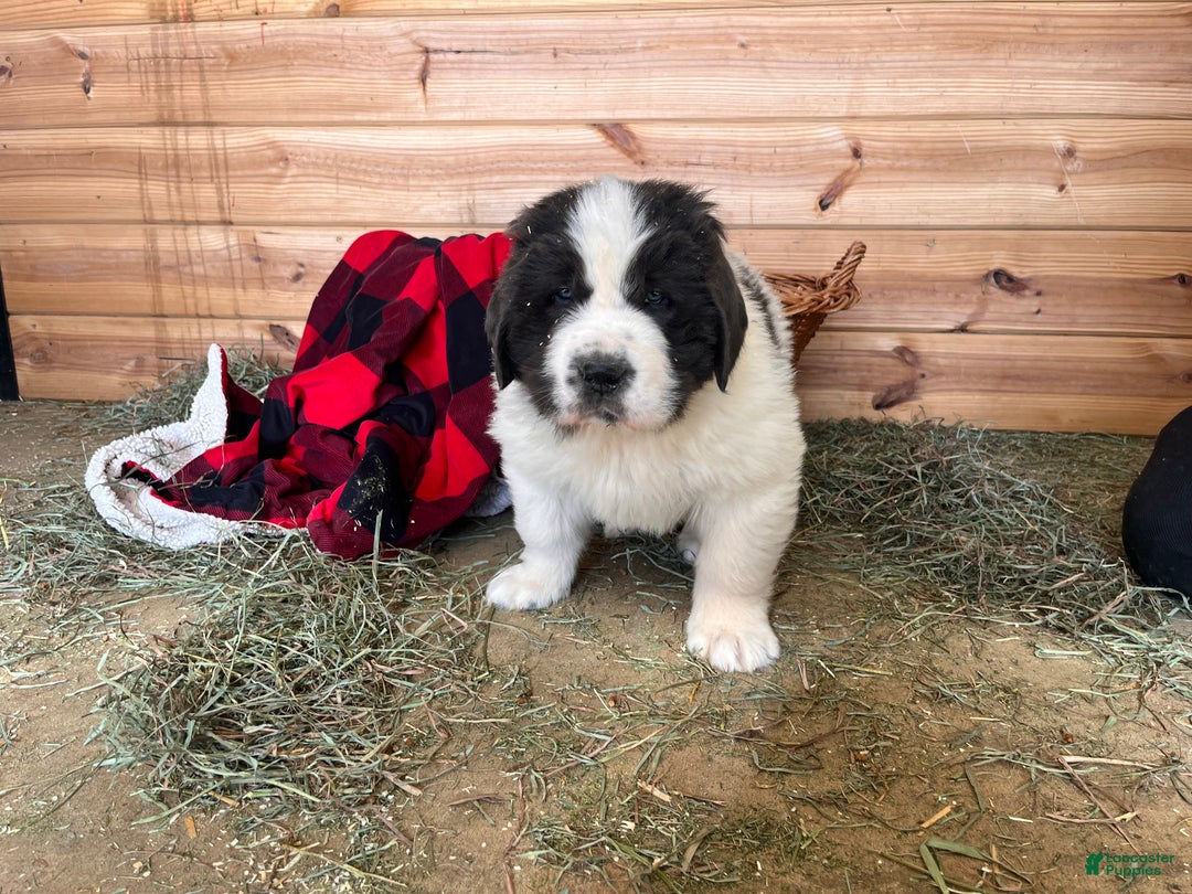 Newfoundland dogs for sale: Nero❤️🐾AKC Registered🐾❤️Call 223-346-6851 - Ad 4