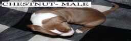 American Pit Bull Terrier dogs for sale: CHESTNUT - Ad 2