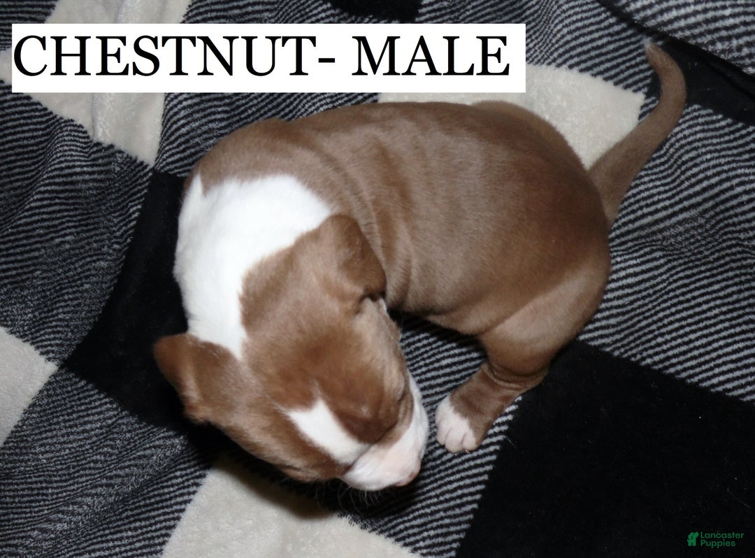 American Pit Bull Terrier dogs for sale: CHESTNUT - Ad 2