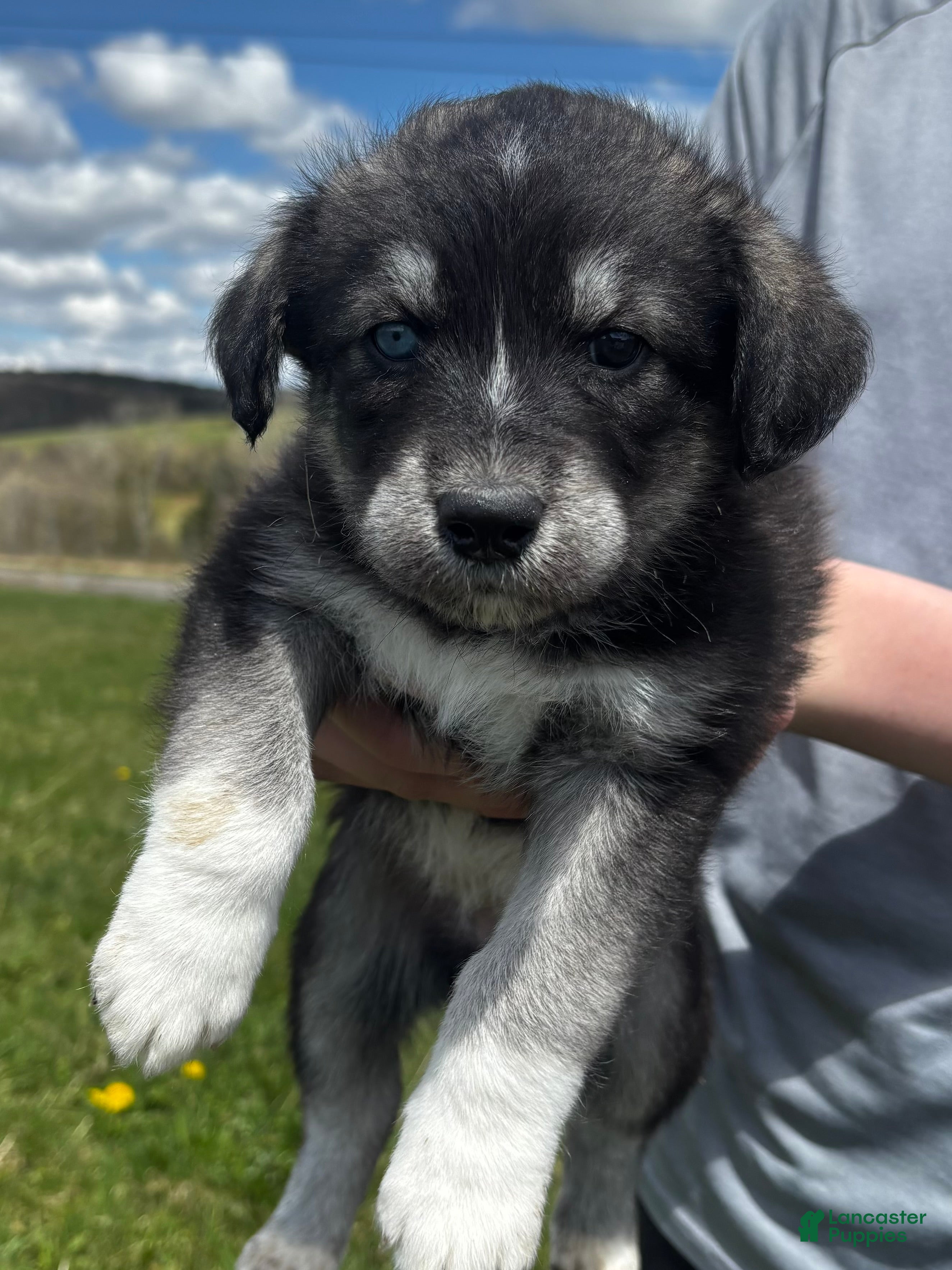 Huskipoo dogs Ducky - Ad 1