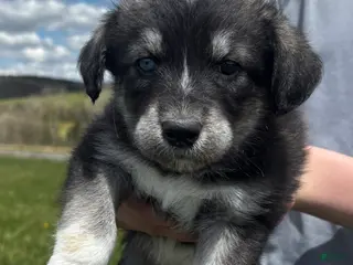 Huskipoo dogs Ducky - Ad 1