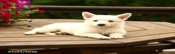 German Shepherd dogs for sale: Macaron - Ad 2