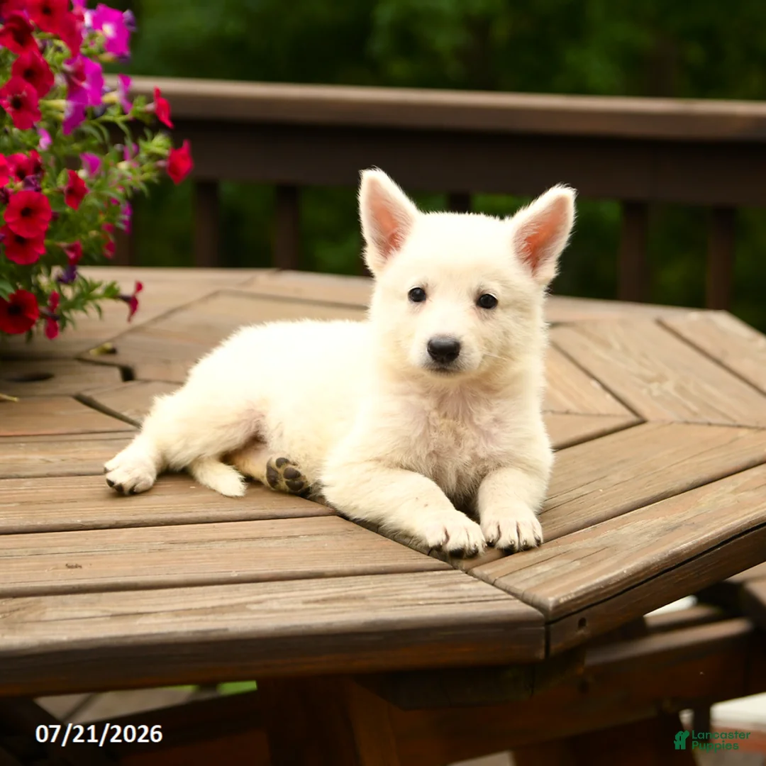 German Shepherd dogs for sale: Macaron - Ad 2