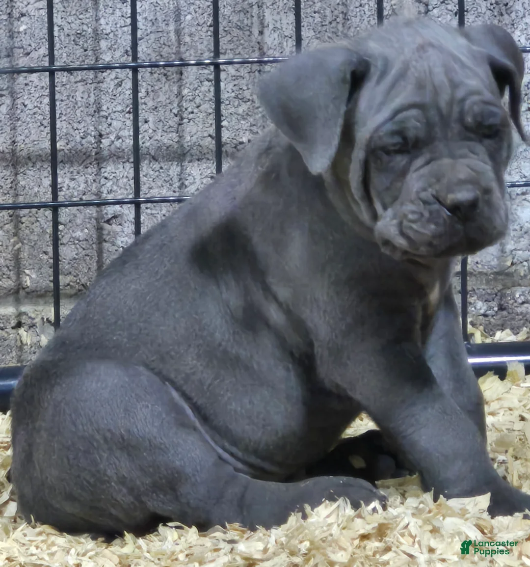 Cane Corso dogs for sale: Cane Corso Puppy 1 fisher - Ad 2