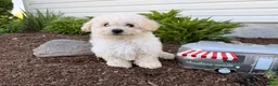 Bichpoo dogs for sale: Muddy - Ad 4