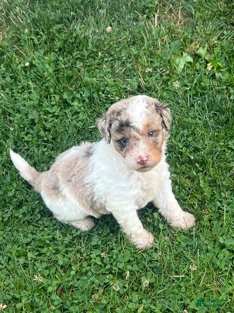 Aussiedoodle dogs Macaron Mini Aussiedoodle  - Ad 2