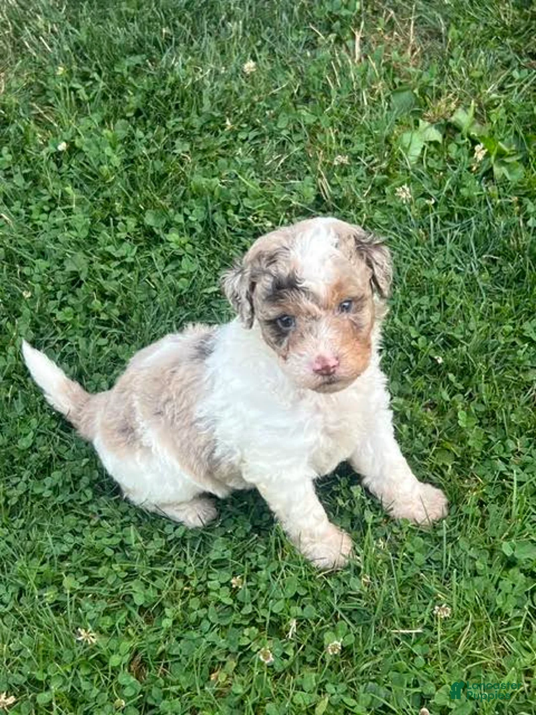 Aussiedoodle dogs for sale: Macaron Mini Aussiedoodle  - Ad 2