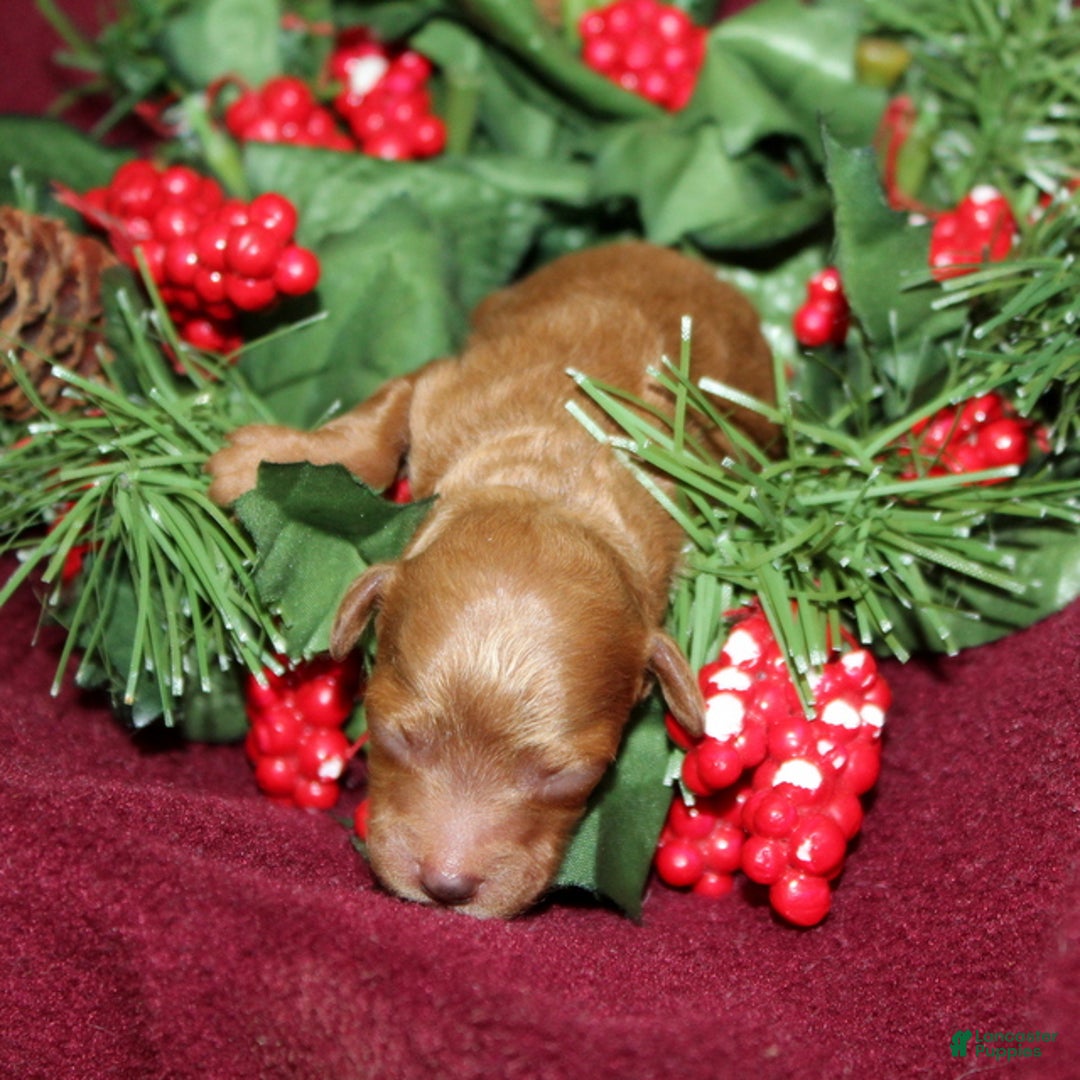 Miniature Poodle dogs for sale: Xprinkles - Ad 1