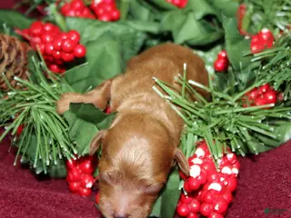 Miniature Poodle dogs Xprinkles - Ad 42